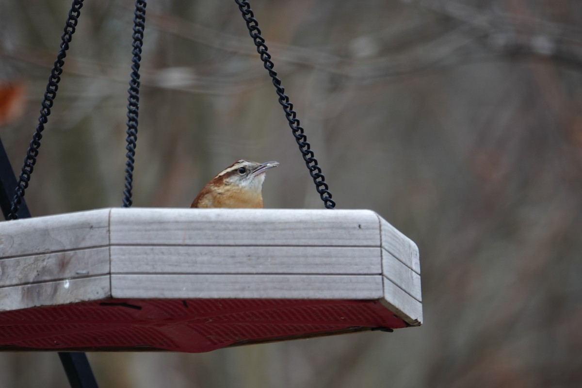 Carolina Wren - ML647457095