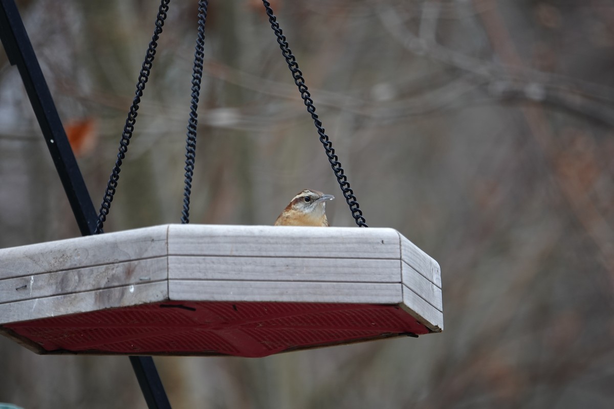 Carolina Wren - ML647457096