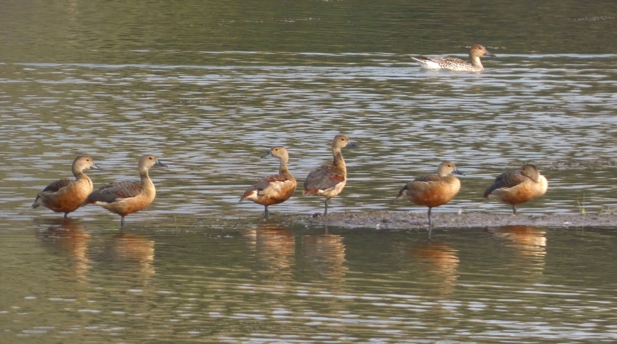 Lesser Whistling-Duck - ML647457098