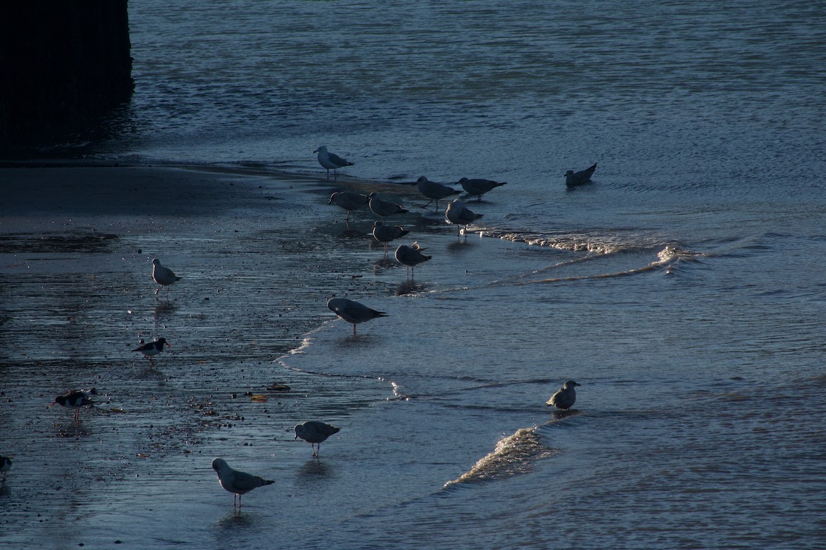 European Herring Gull - ML647457099