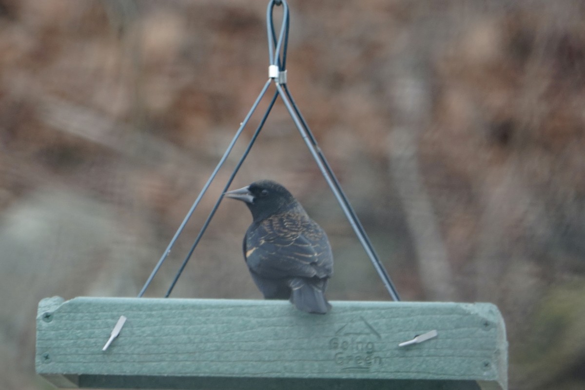 Red-winged Blackbird - ML647457100