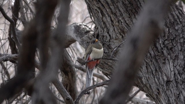 Coppery-tailed Trogon - ML647457105