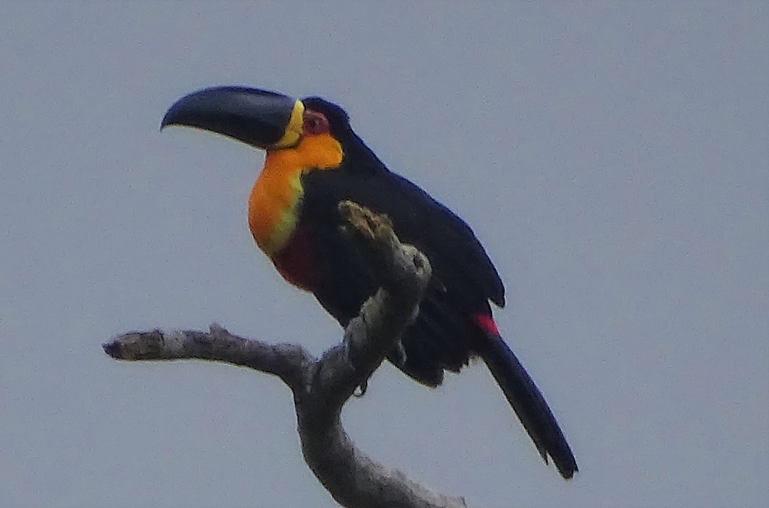 Channel-billed Toucan - ML647457107