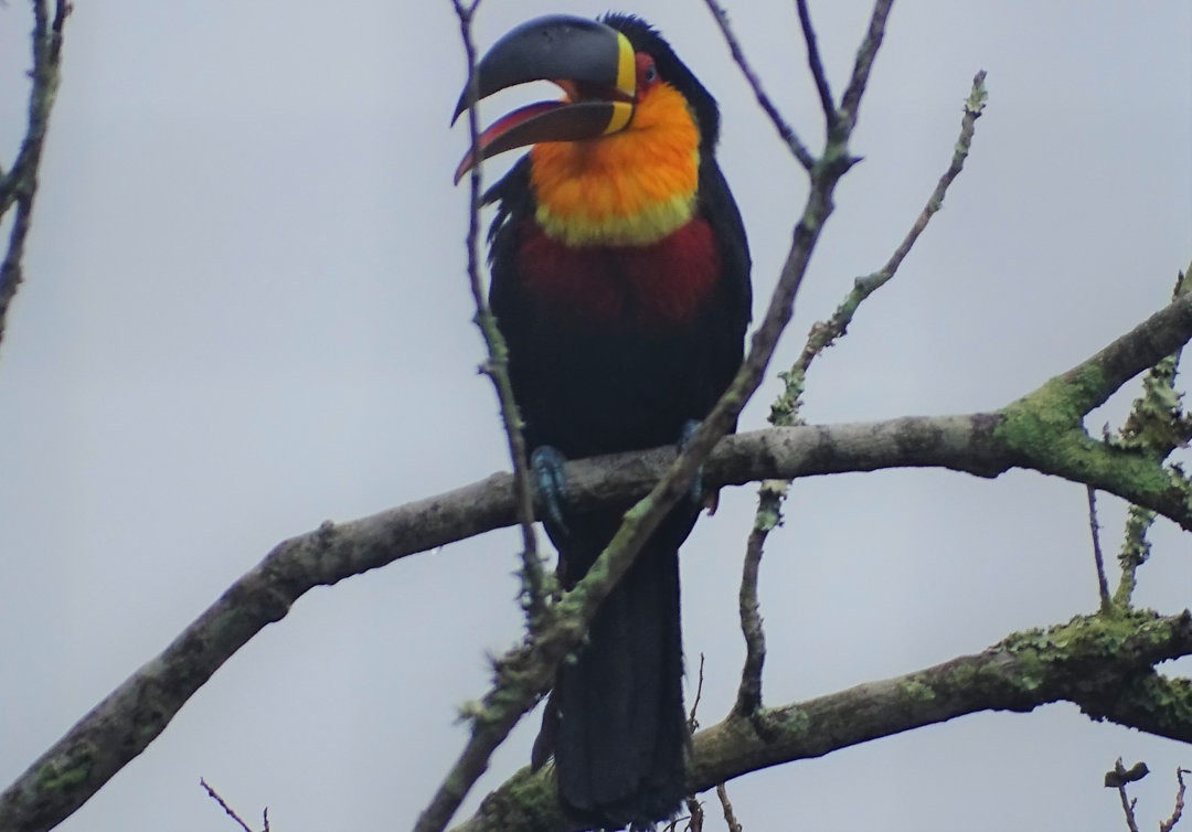 Channel-billed Toucan - ML647457108
