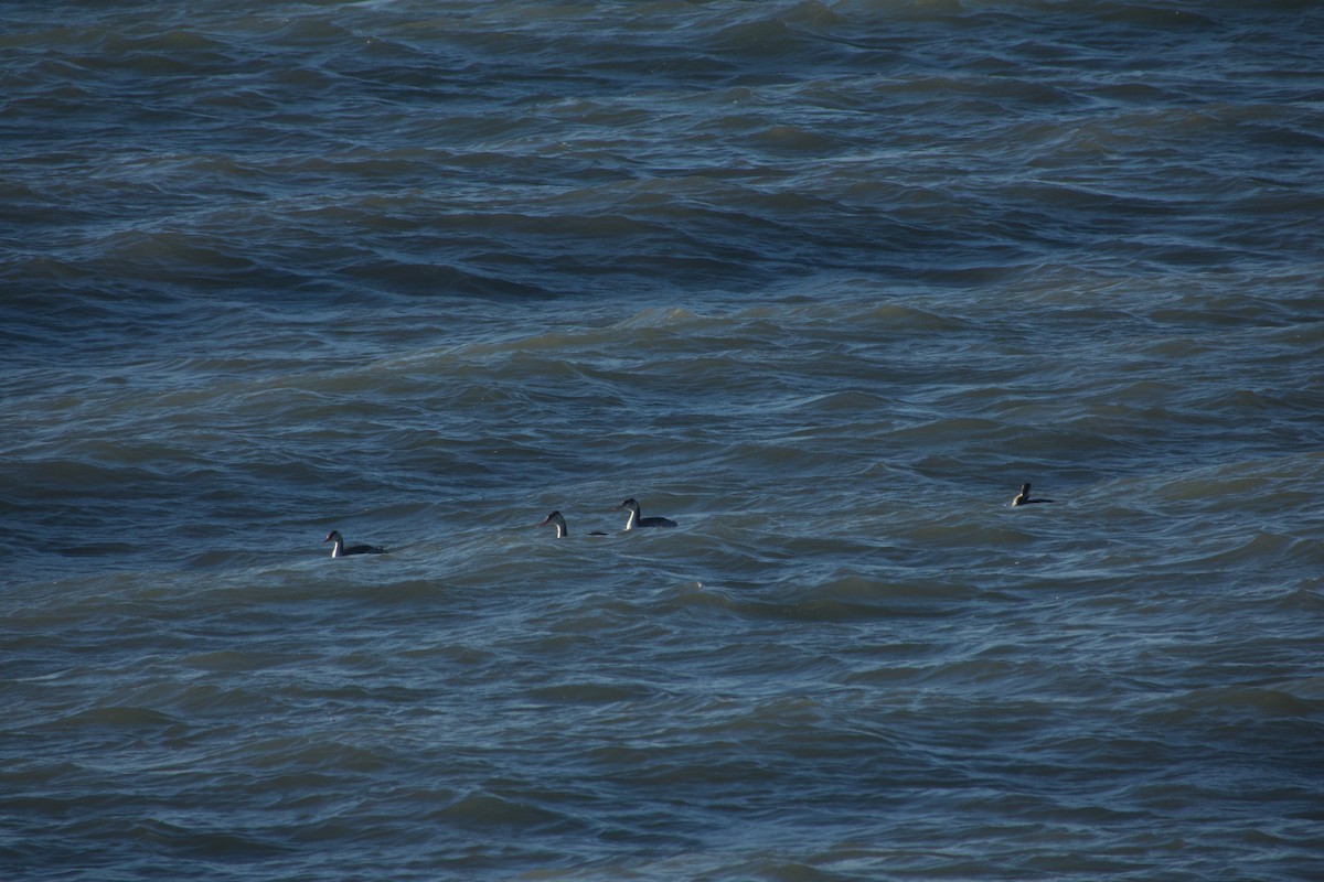 Murgil mottoduna - ML647457119