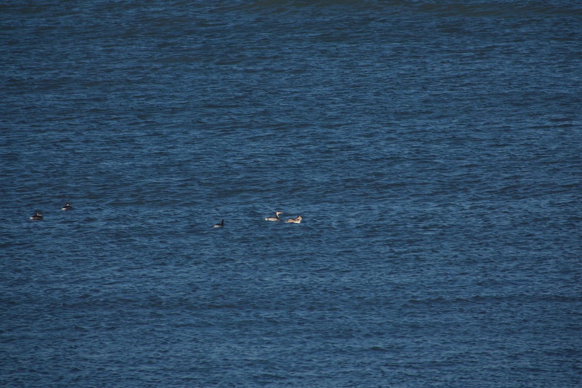 Murgil mottoduna - ML647457120