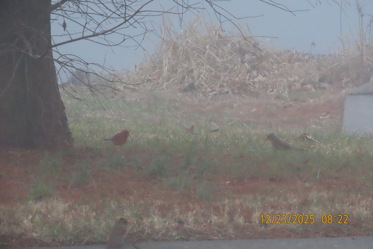 Kardinal arrunta - ML647457121