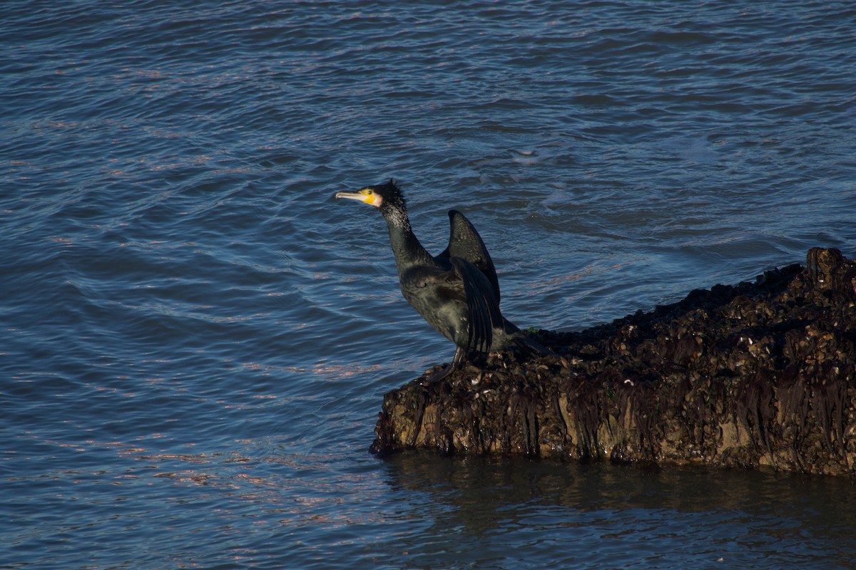 Ubarroi handia - ML647457123