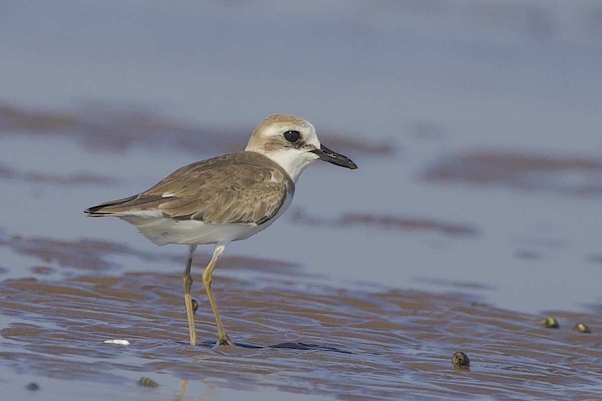 Leschenault txirritxoa - ML647457126