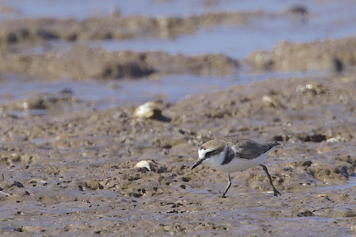 Txirritxo hankabeltza (hankabeltza) - ML647457127