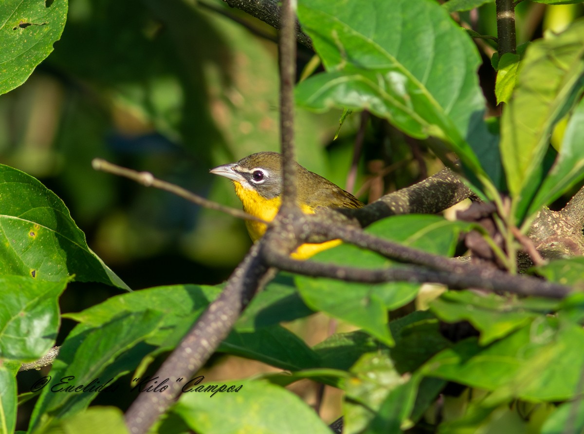 Yellow-breasted Chat - ML647457128