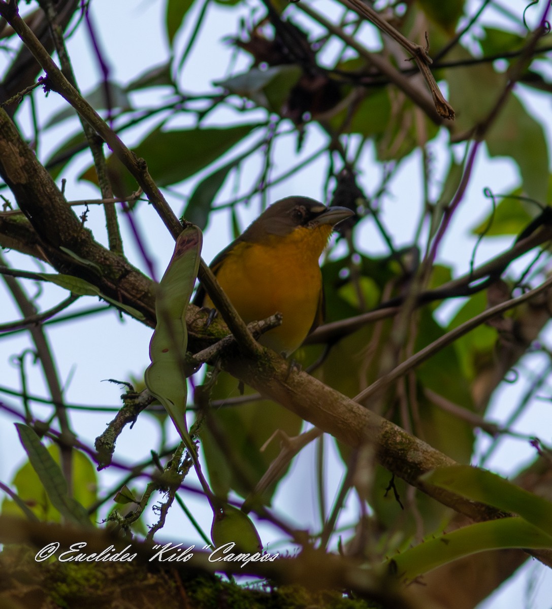 Yellow-breasted Chat - ML647457129