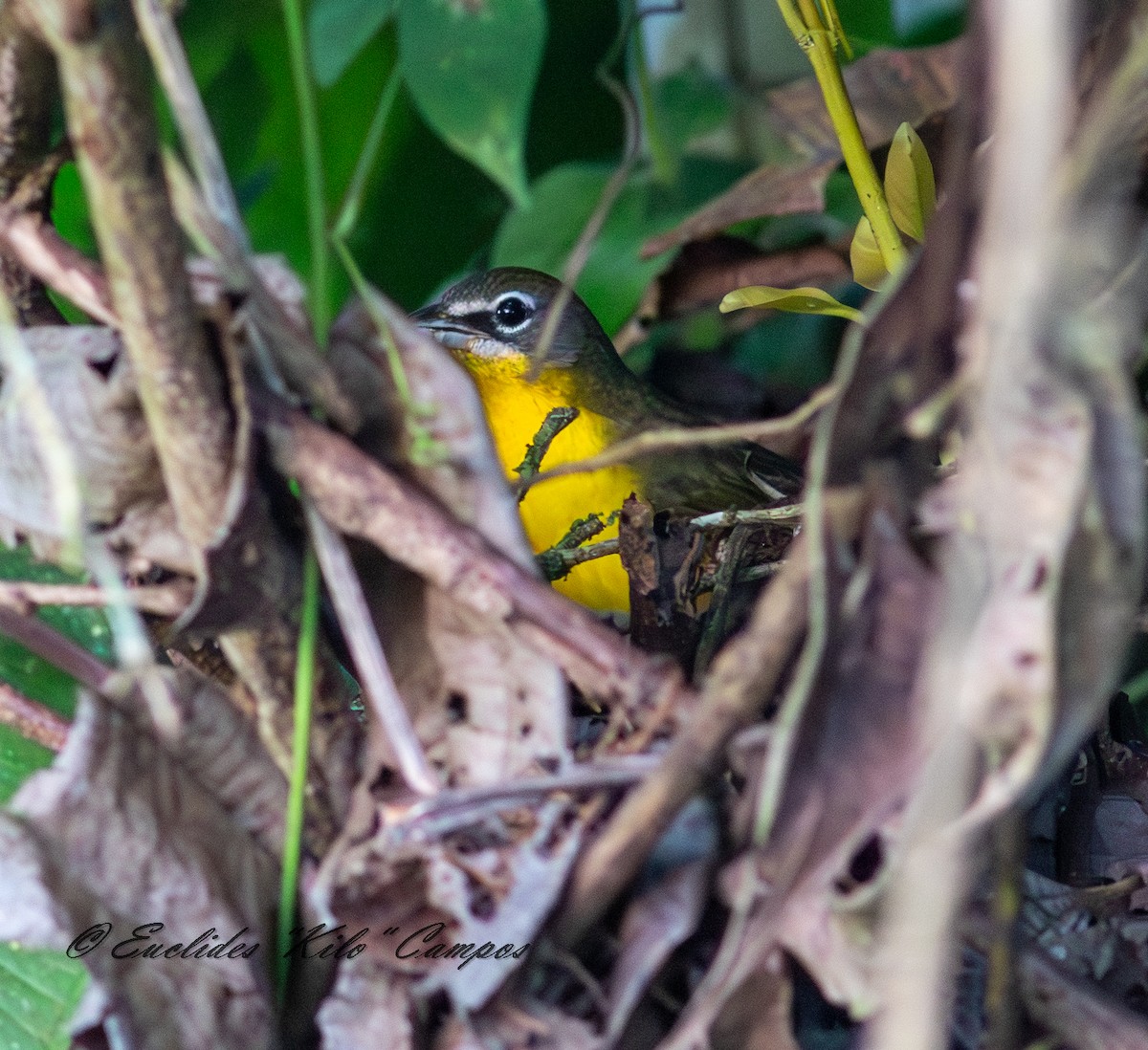 Yellow-breasted Chat - ML647457130