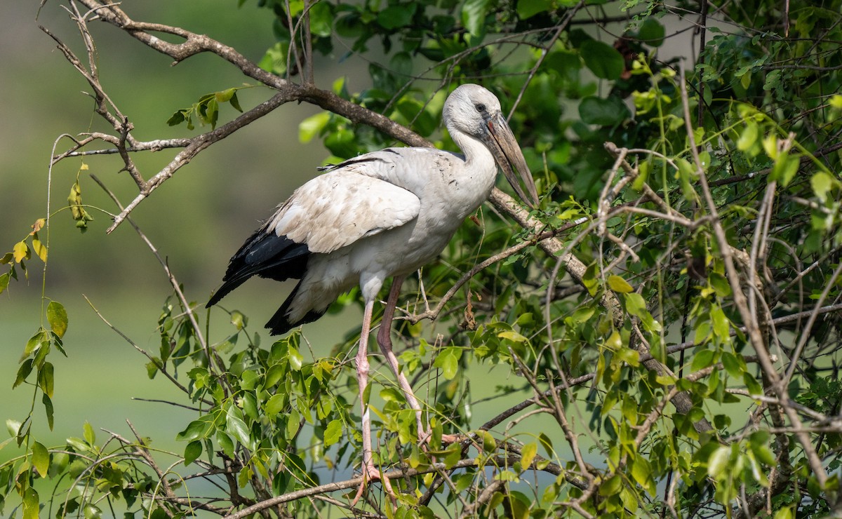 Matxardamoko zuria - ML647457131