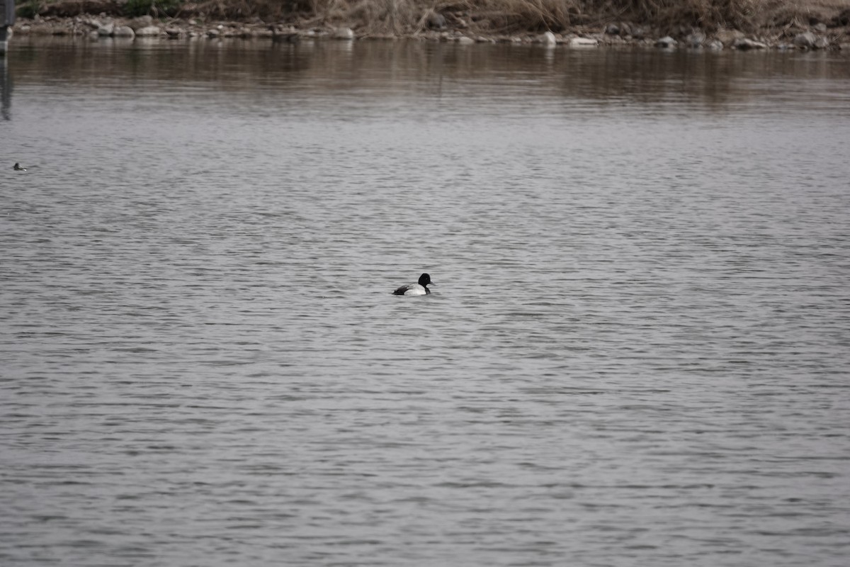 Murgilari txikia - ML647457132