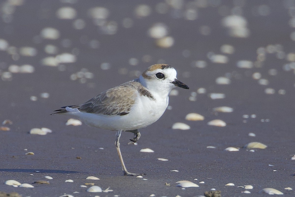 White-faced Plover - ML647457133
