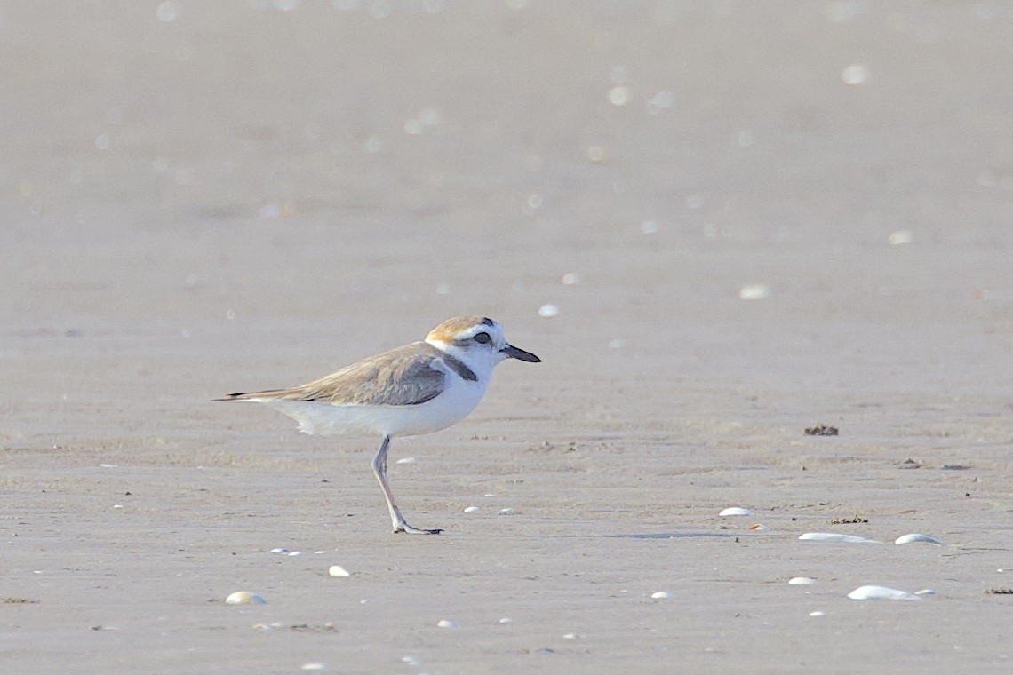 White-faced Plover - ML647457134