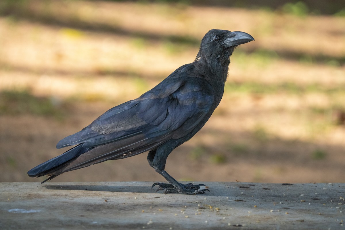 Large-billed Crow - ML647457135