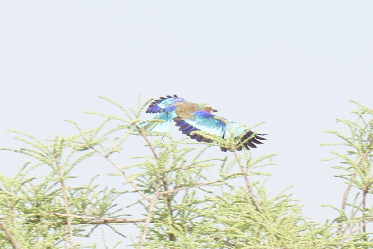 Lilac-breasted Roller - ML647457136