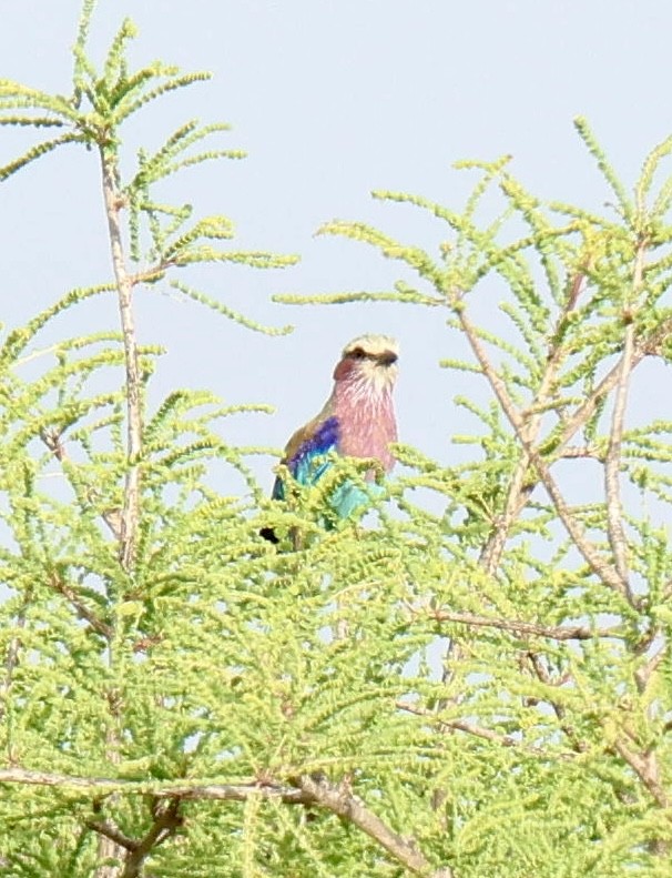 Lilac-breasted Roller - ML647457137