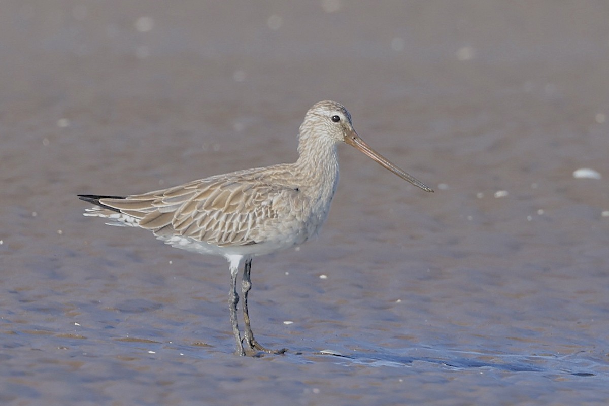 Kuliska gorria - ML647457139