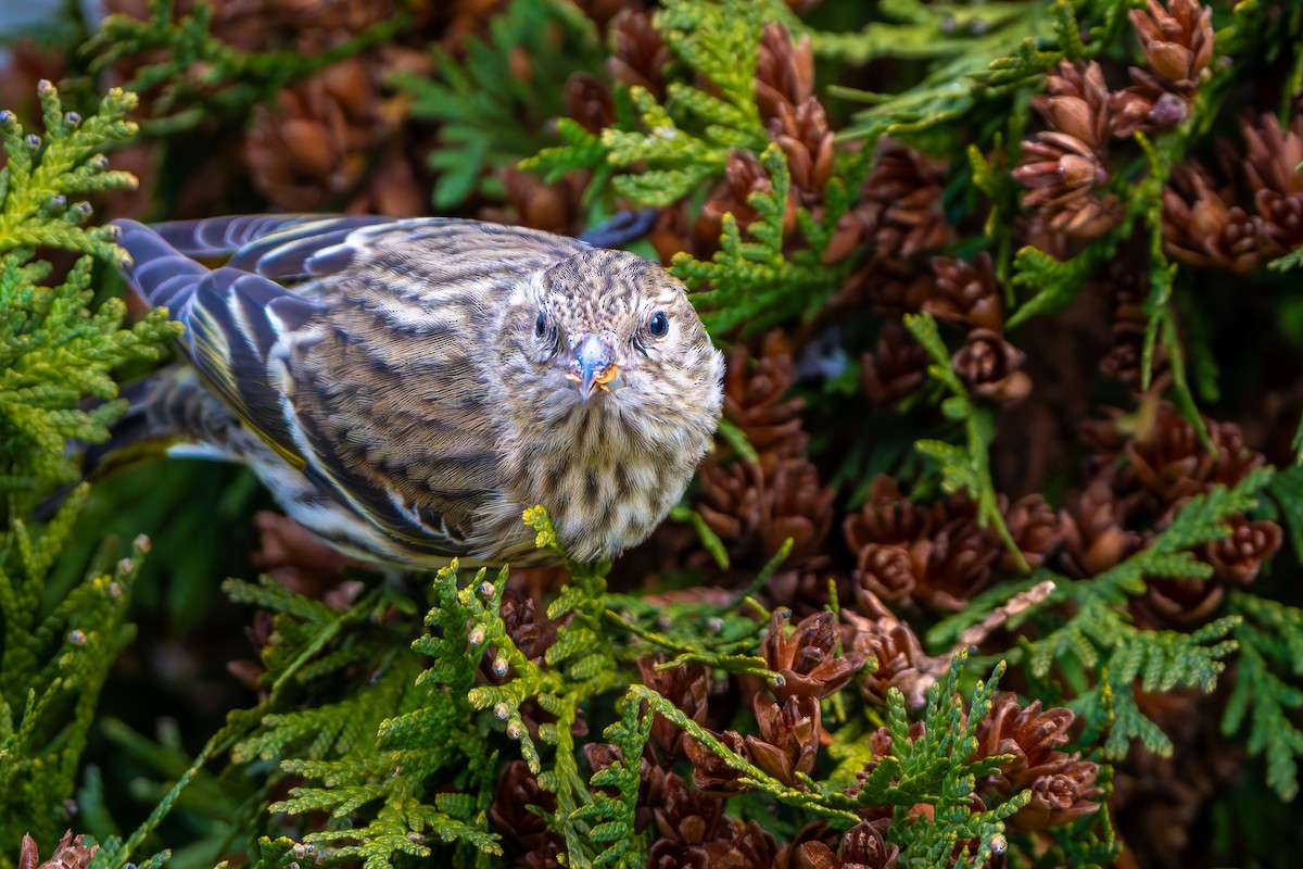 Pine Siskin - ML647457142