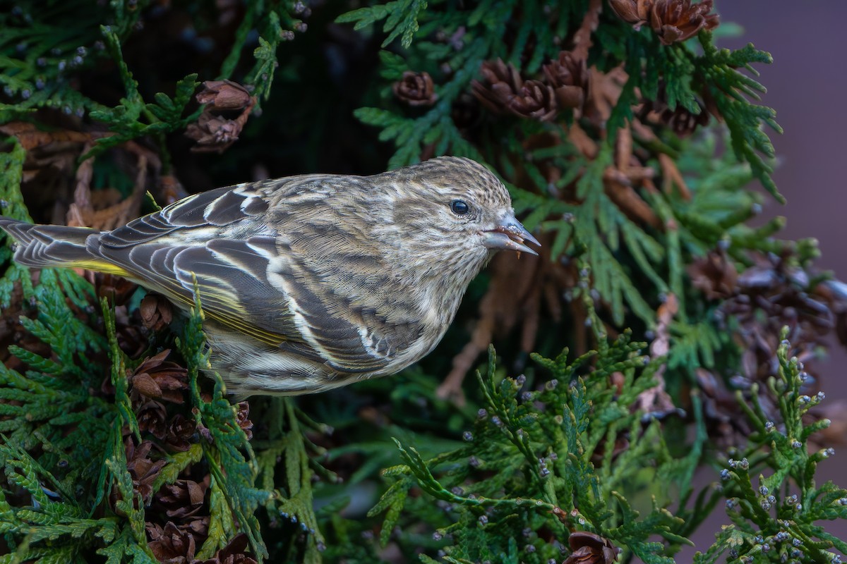 Pine Siskin - ML647457143