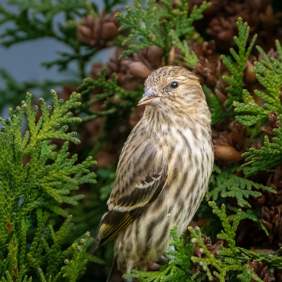 Pine Siskin - ML647457144