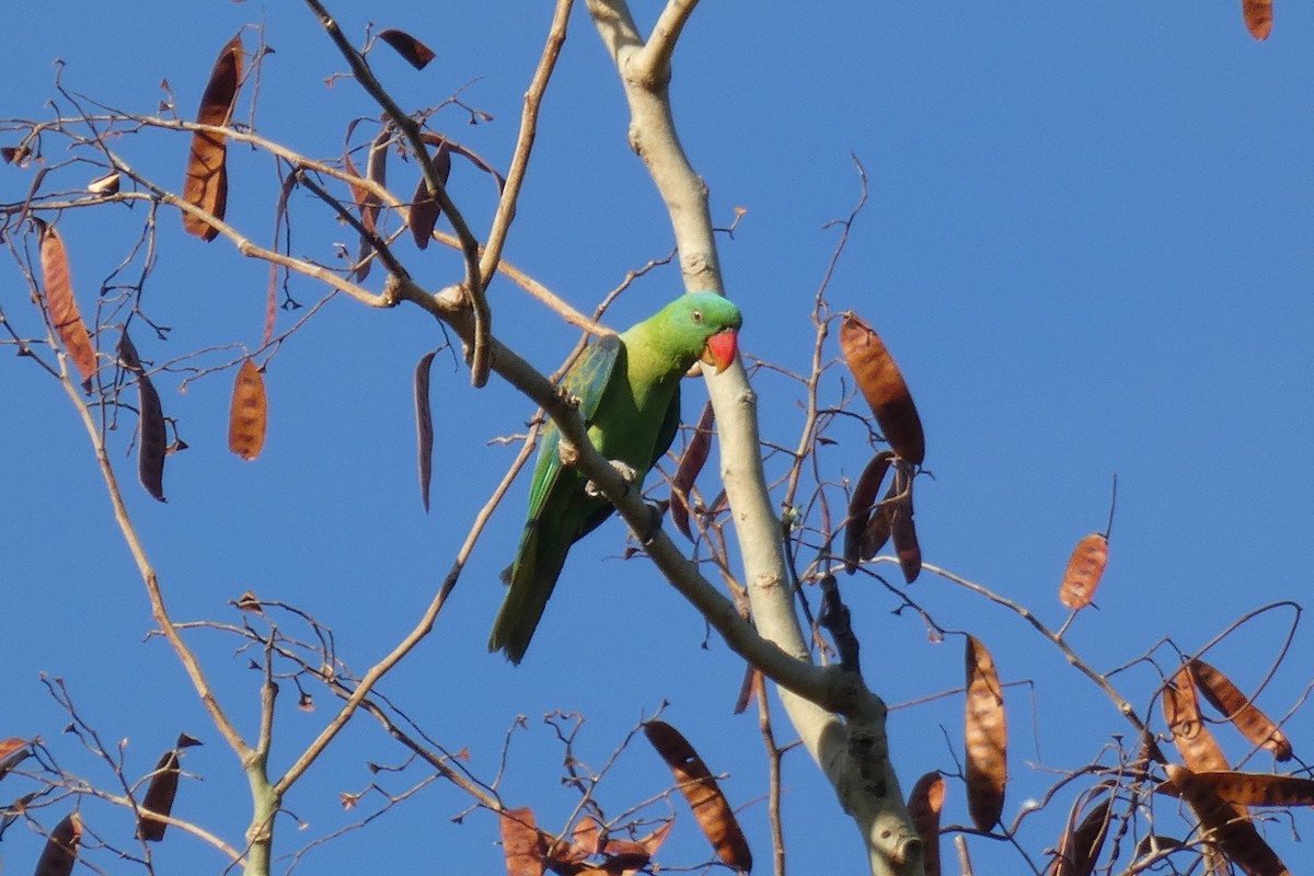Blue-naped Parrot - ML647457145