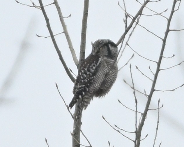 Hontz gabiraia - ML647457146