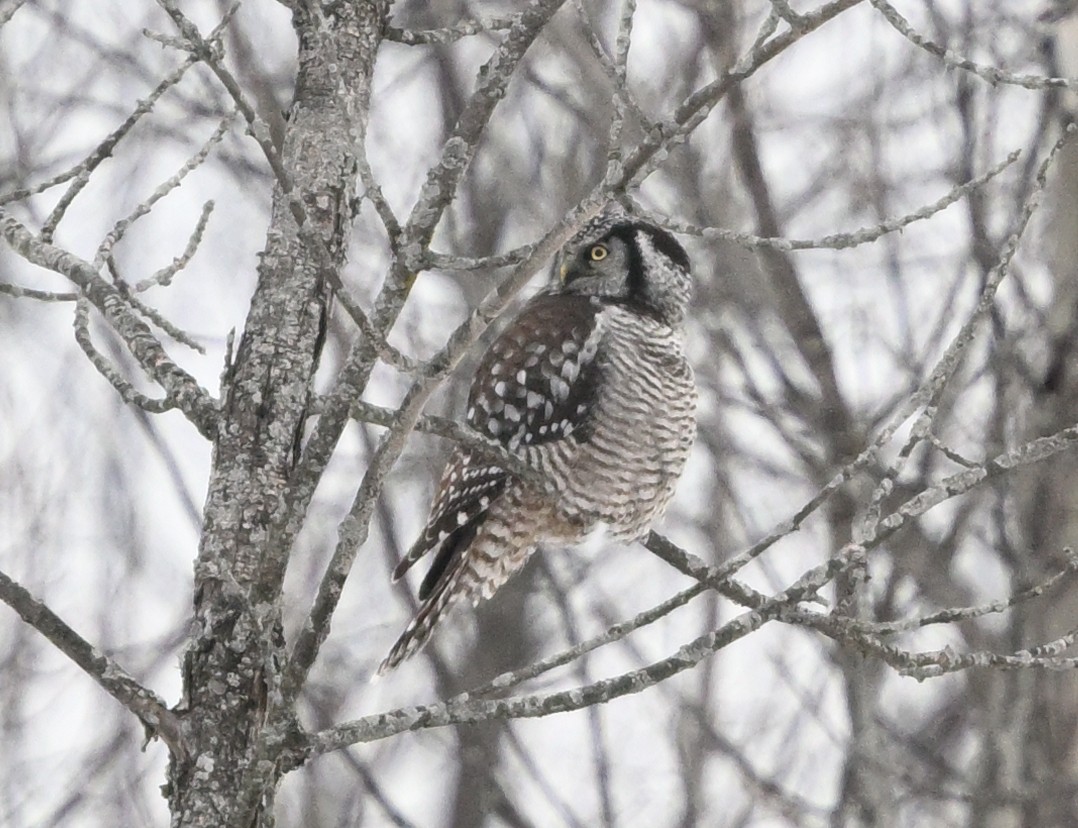 Hontz gabiraia - ML647457147