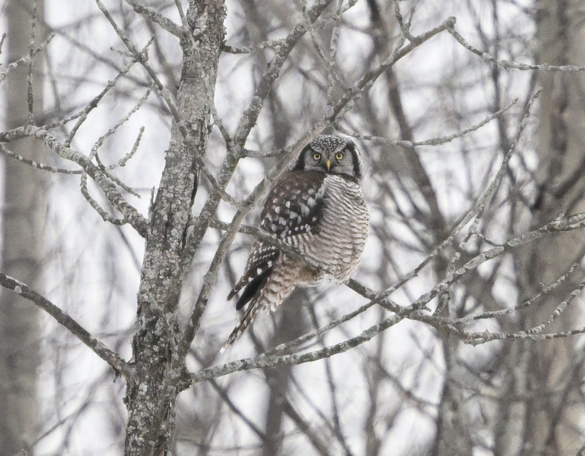 Hontz gabiraia - ML647457148