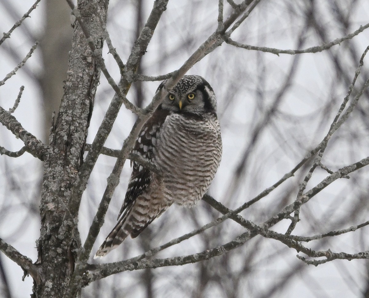 Hontz gabiraia - ML647457149