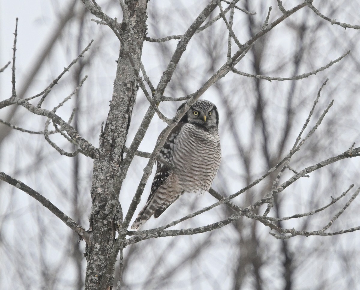 Hontz gabiraia - ML647457150