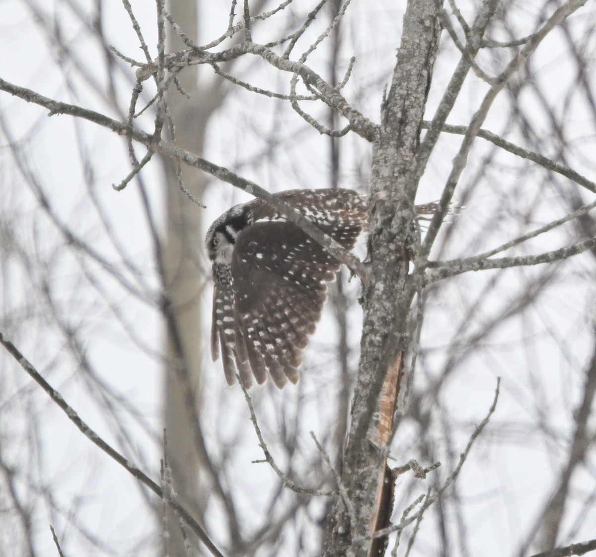 Hontz gabiraia - ML647457151