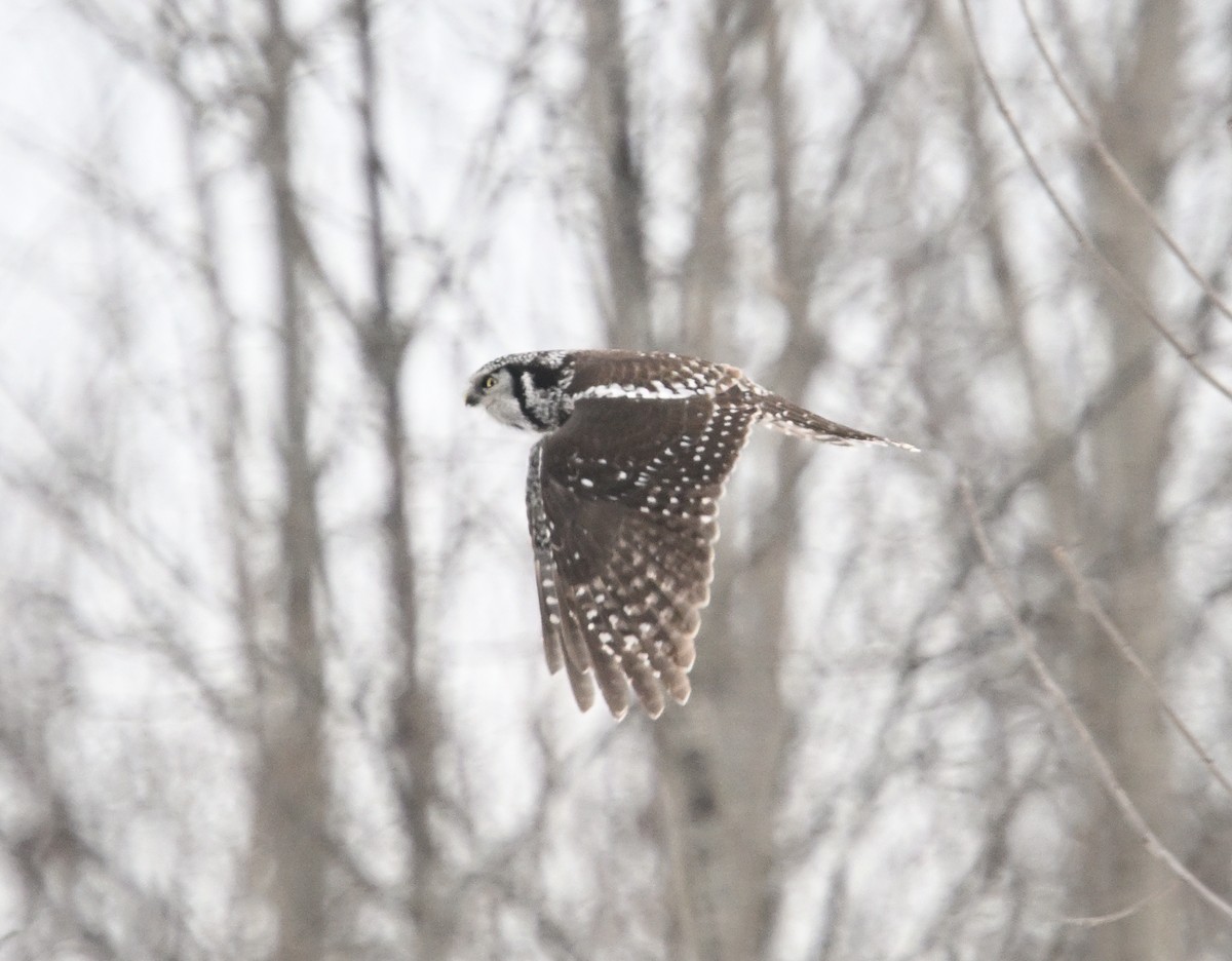 Hontz gabiraia - ML647457152