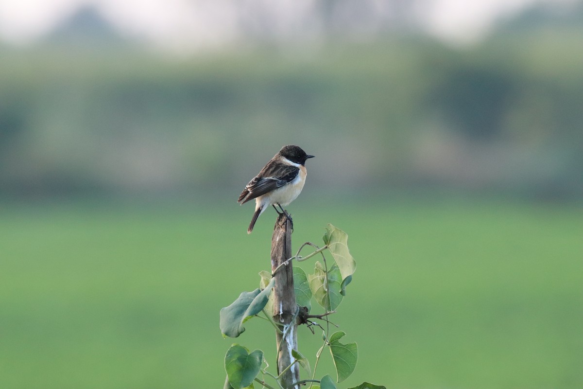 bramborníček sibiřský - ML647457157