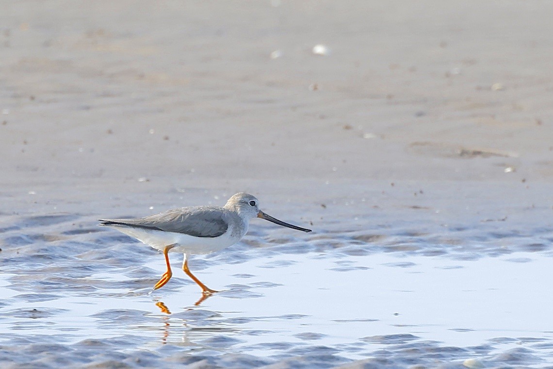 ביצנית אפורה - ML647457159