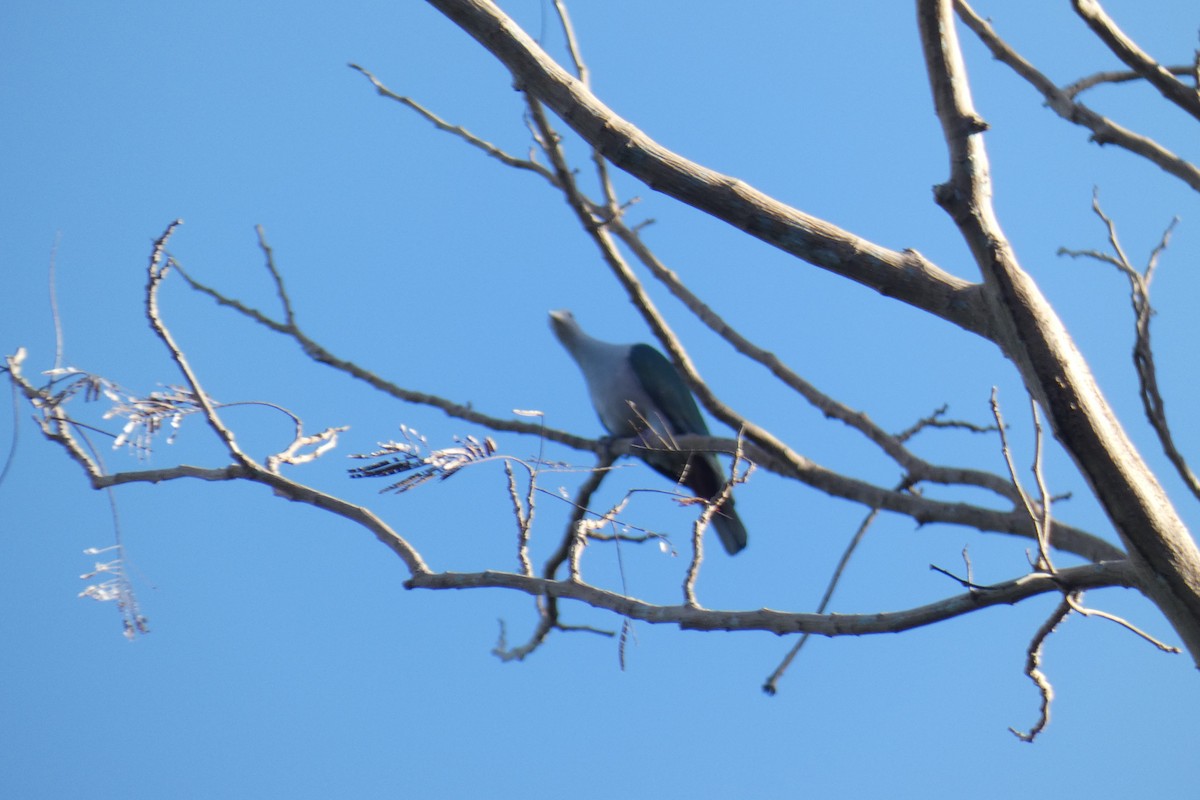 Green Imperial-Pigeon - ML647457162