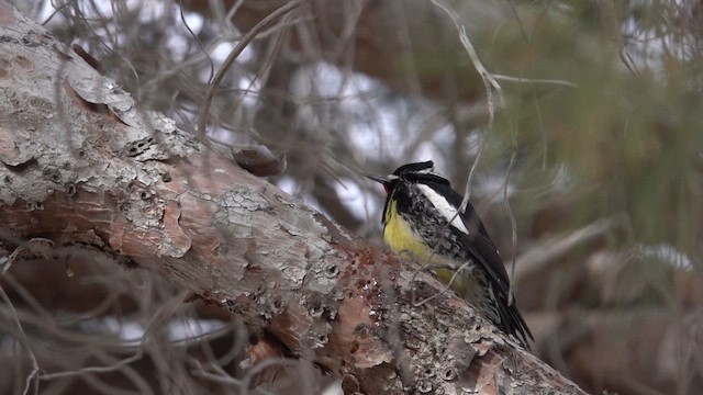 Дятел-смоктун сосновий - ML647457163