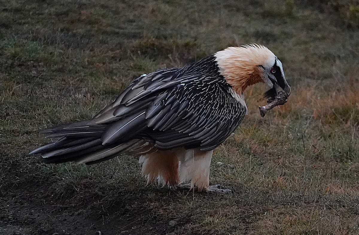Bearded Vulture - ML647457165