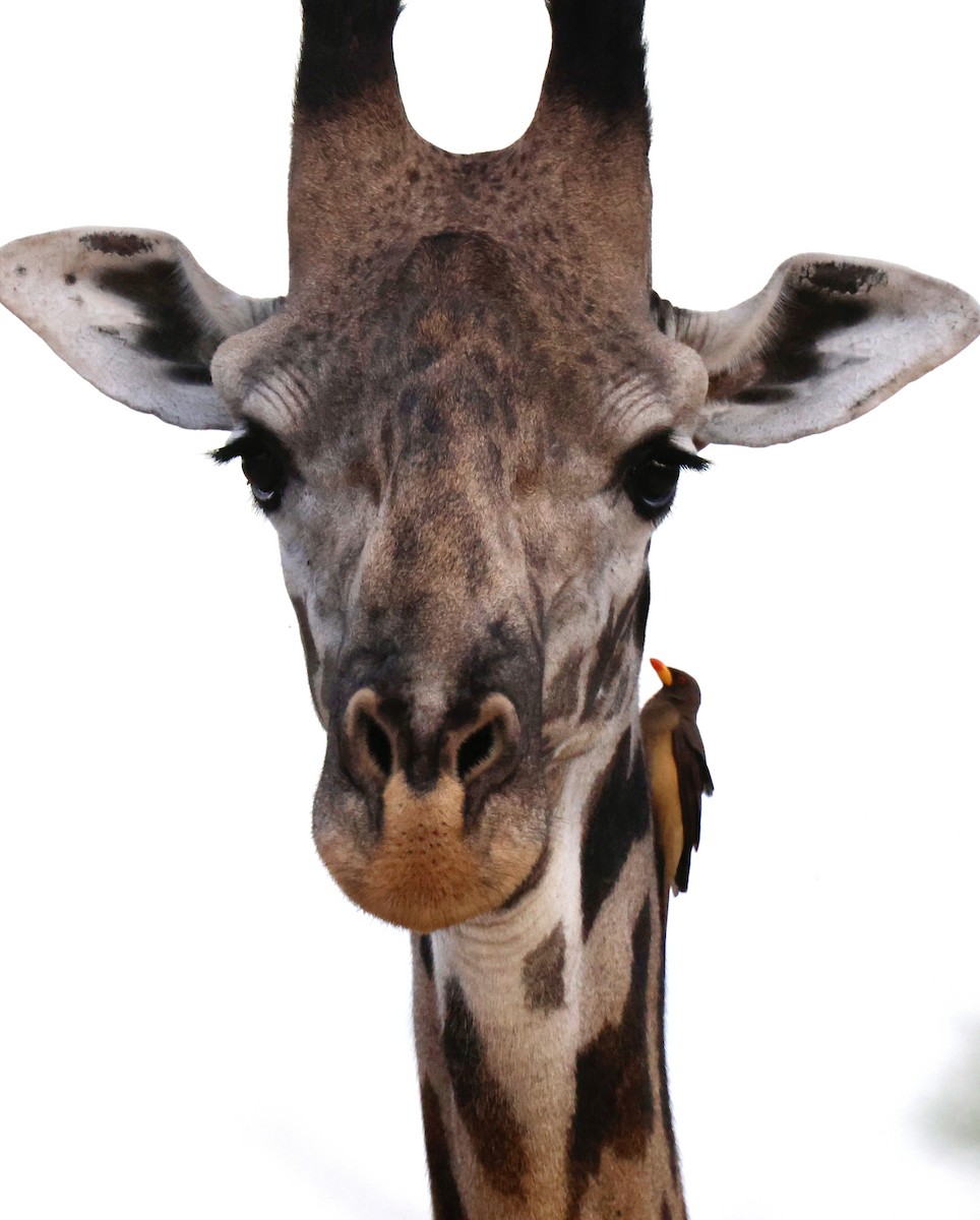 Sarı Gagalı Kenekuşu - ML647457175