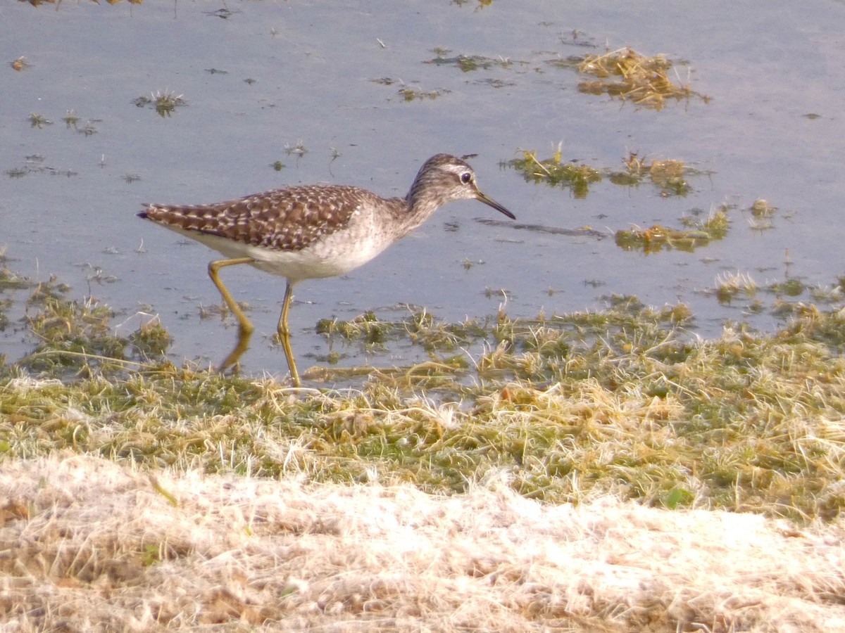 vodouš bahenní - ML647457178