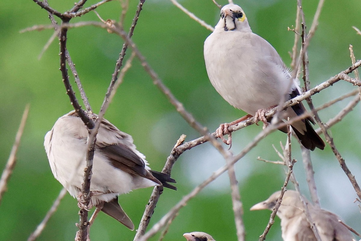 Бородатый скворец - ML647457190