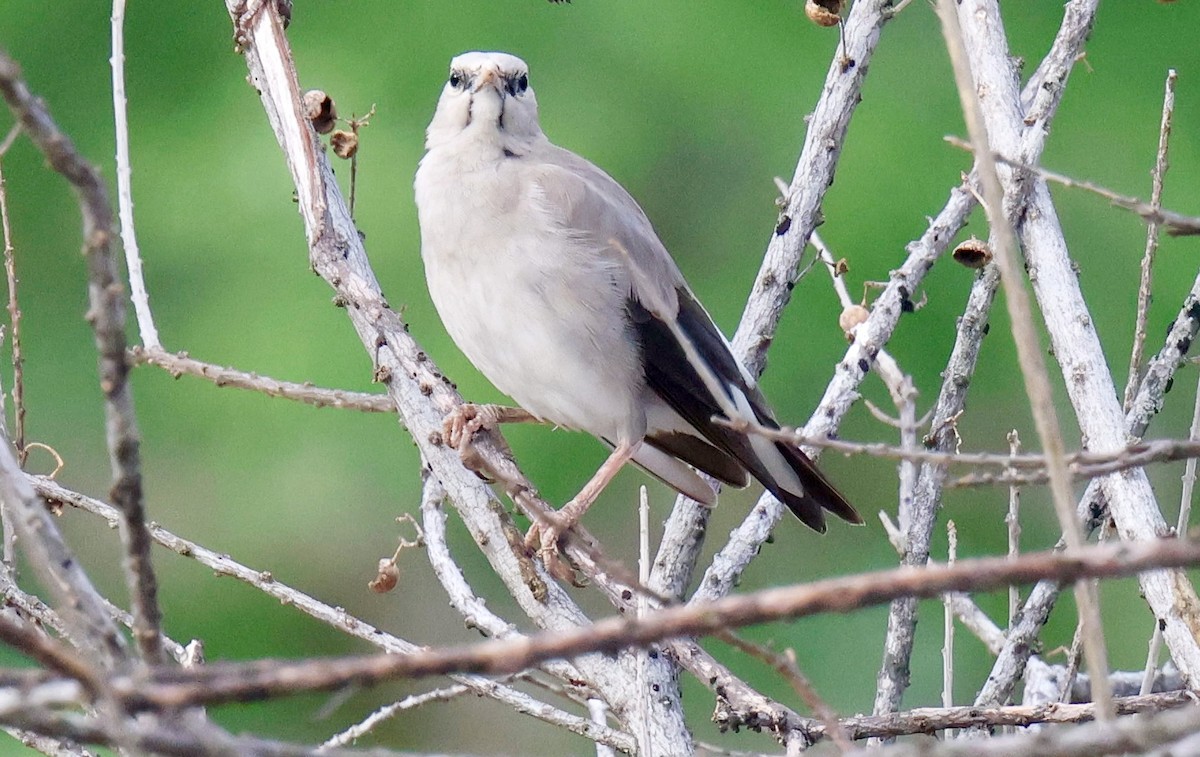 Бородатый скворец - ML647457191