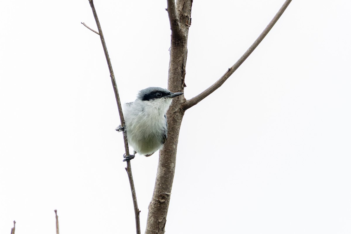 ミミグロブユムシクイ - ML647457192