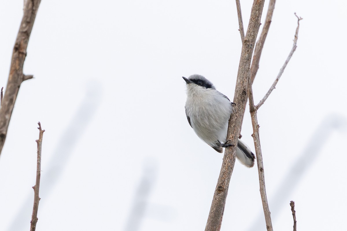 ミミグロブユムシクイ - ML647457193