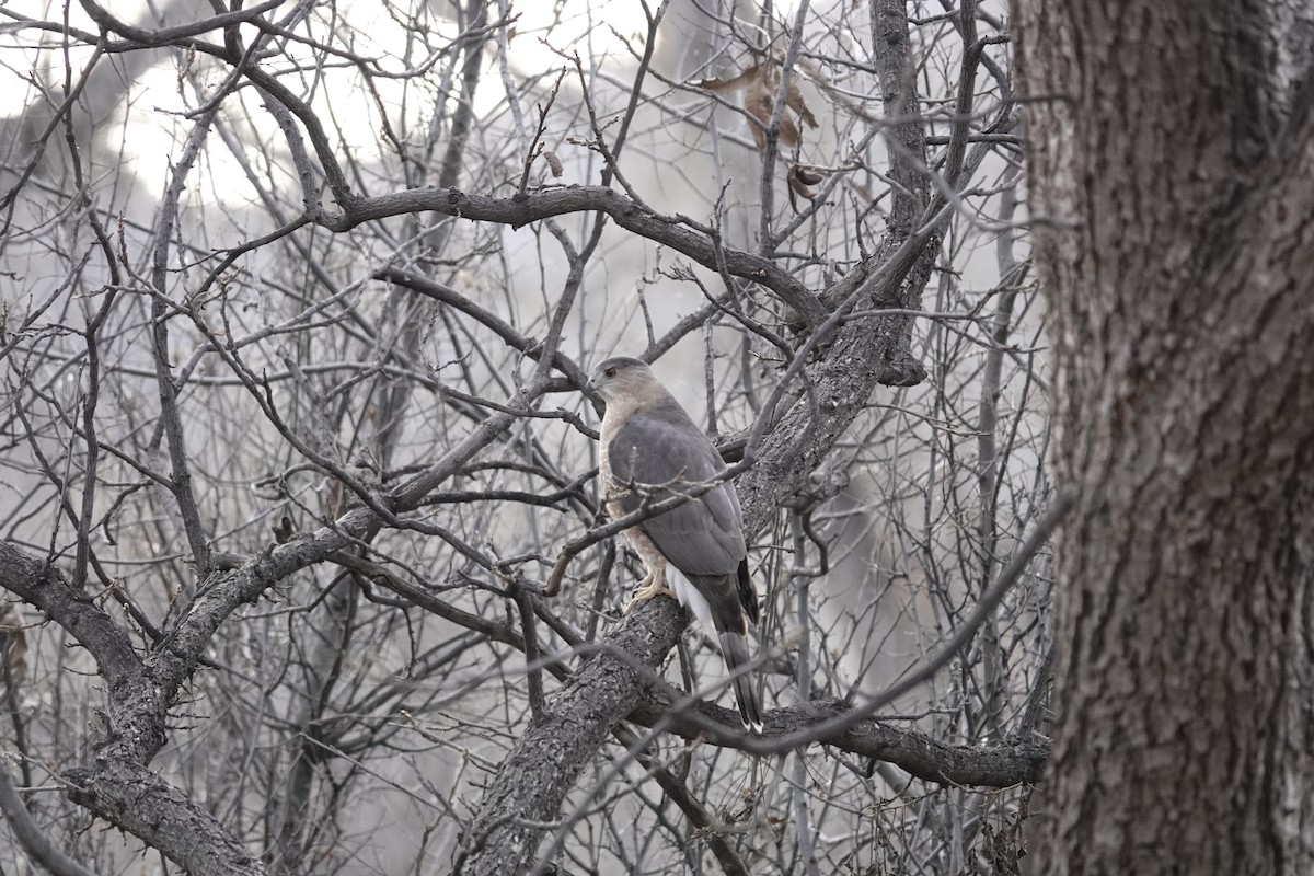 Cooper's Hawk - ML647457215