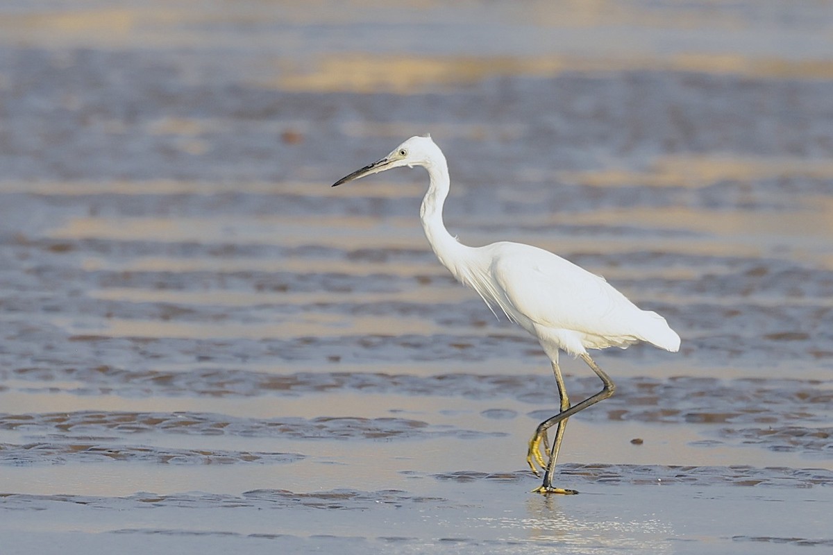 Chinese Egret - ML647457241