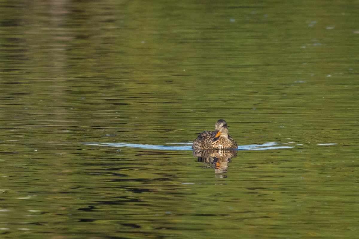 Ipar-ahatea (strepera) - ML647457246